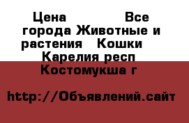 Zolton › Цена ­ 30 000 - Все города Животные и растения » Кошки   . Карелия респ.,Костомукша г.